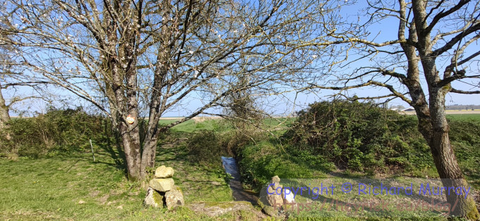 The cherry by the stream.