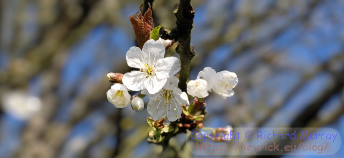 The blossom on the cherry by the stream.