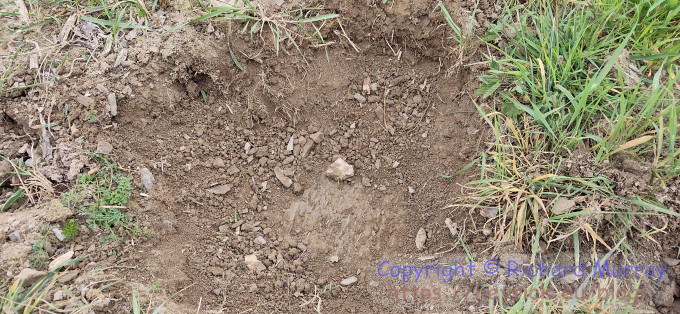 Schist under a thin layer of dirt.
