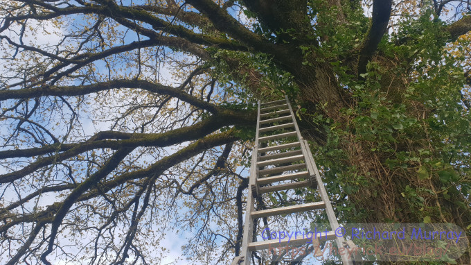 Looking up a ladder.
