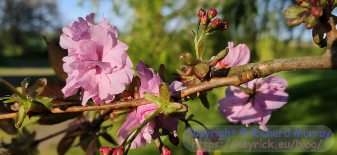 The first pink cherry blossom.