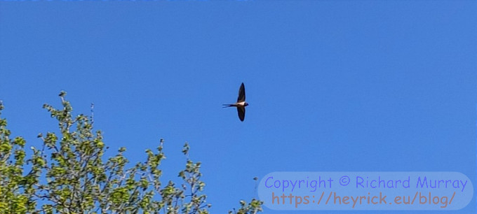 An unladed swallow in flight.