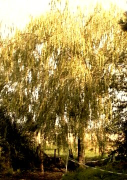 Willow; JPEG 40K